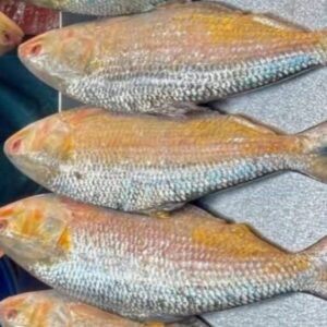 ৫ পিস ১০ কেজি ৫,০০০৳